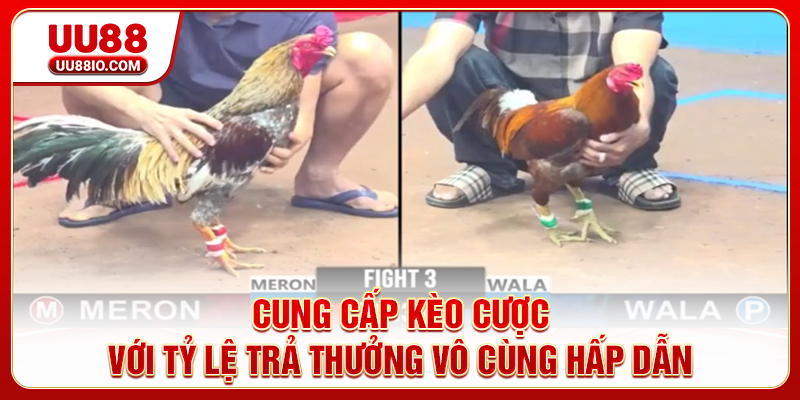 Cung cấp kèo cược với tỷ lệ trả thưởng vô cùng hấp dẫn