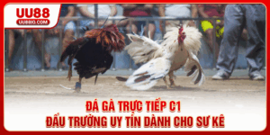 Đá gà trực tiếp C1