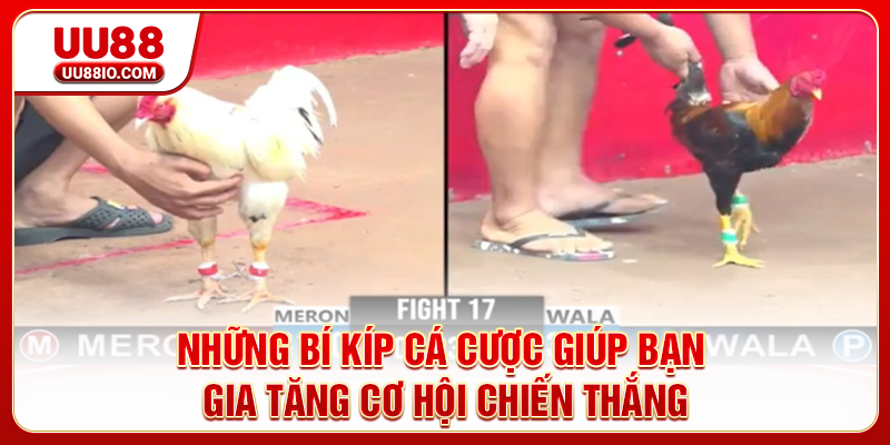 Những bí kíp cá cược giúp bạn gia tăng cơ hội chiến thắng